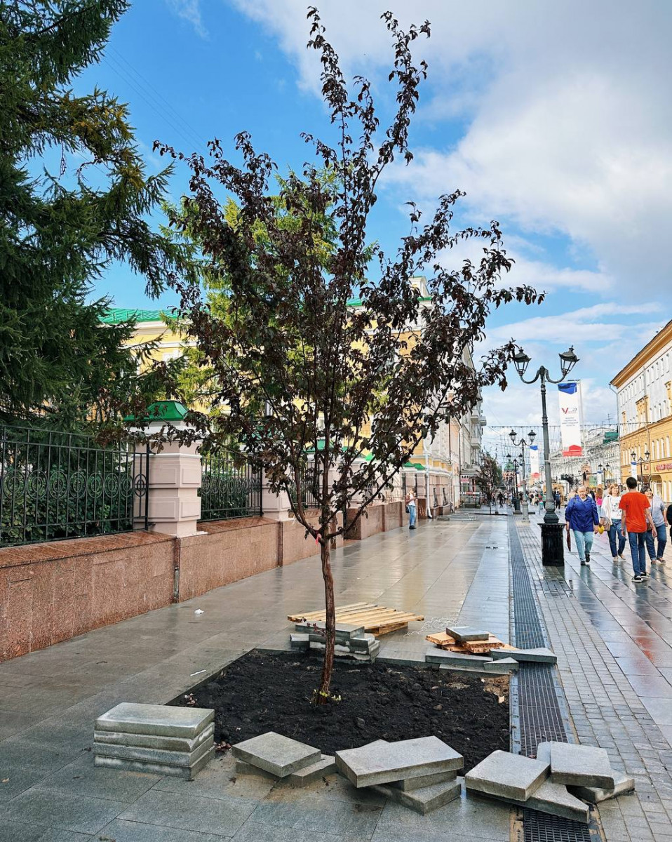 Яблони начали высаживать на главной пешеходной улице Нижнего Новгорода