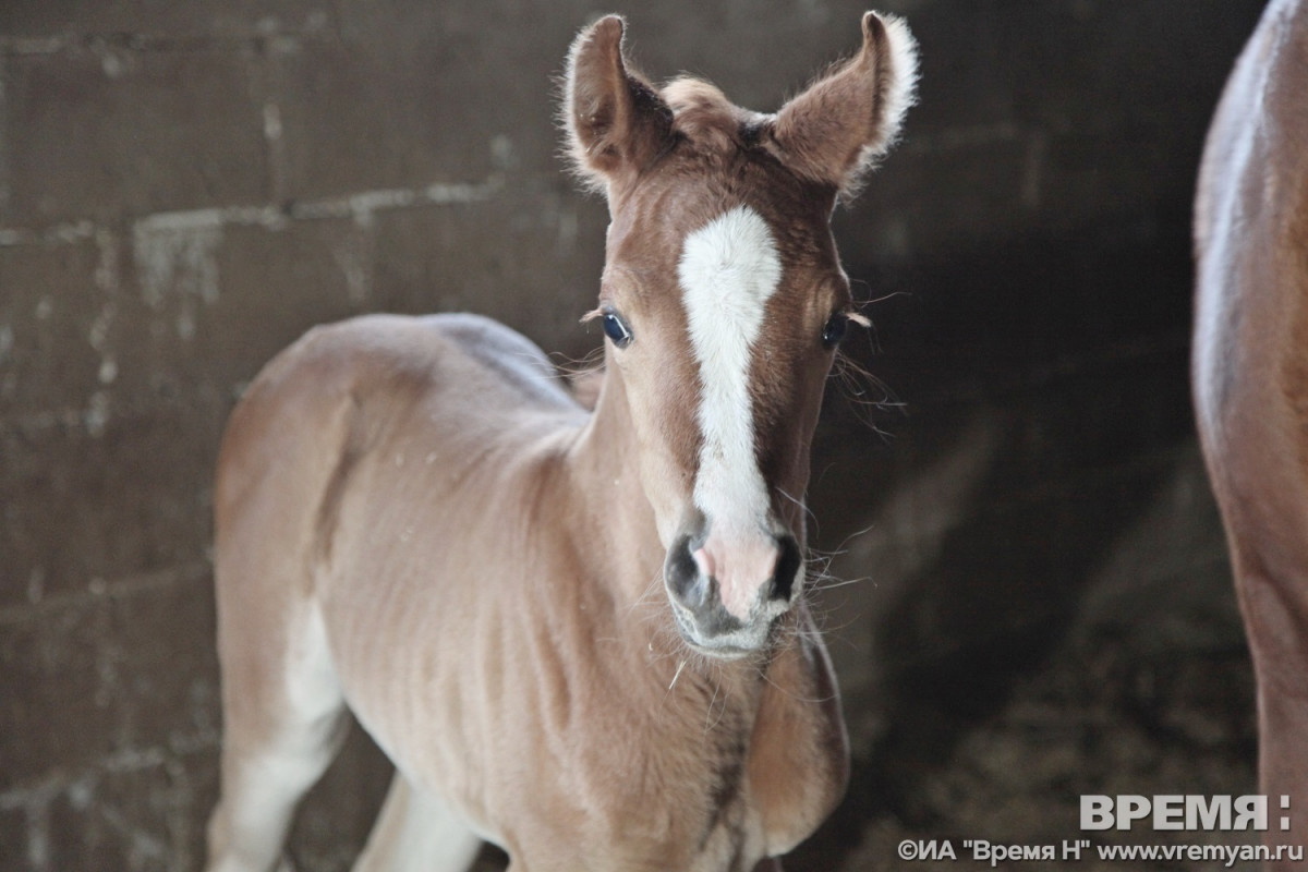 Терапию с лошадьми начали проводить в Кстове для семей участников СВО