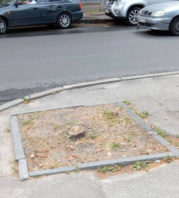 Крупномерные деревья высадят на улице Минина в Нижнем Новгороде