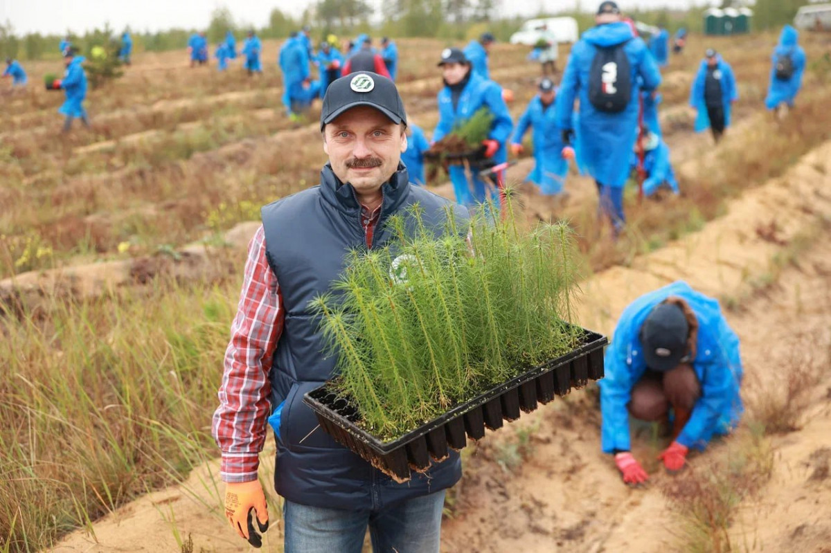 Более 25 000 сосен высажены в городских лесах Дзержинска благодаря общественной инициативе