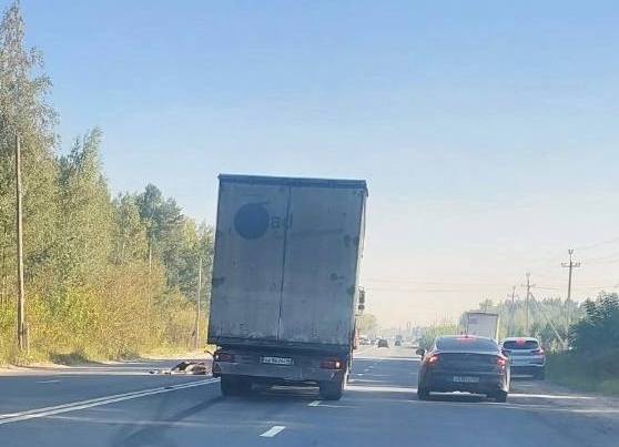 Грузовик сбил лося в Нижнем Новгороде