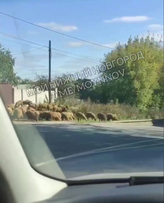 Грузовик с баранами перевернулся на улице Лысогорской