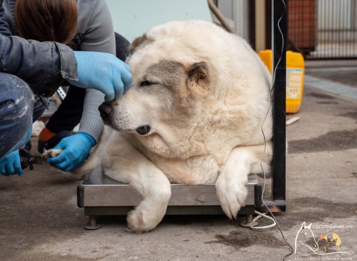 Бездомную собаку весом почти 100 кг нашли в Нижнем Новгороде