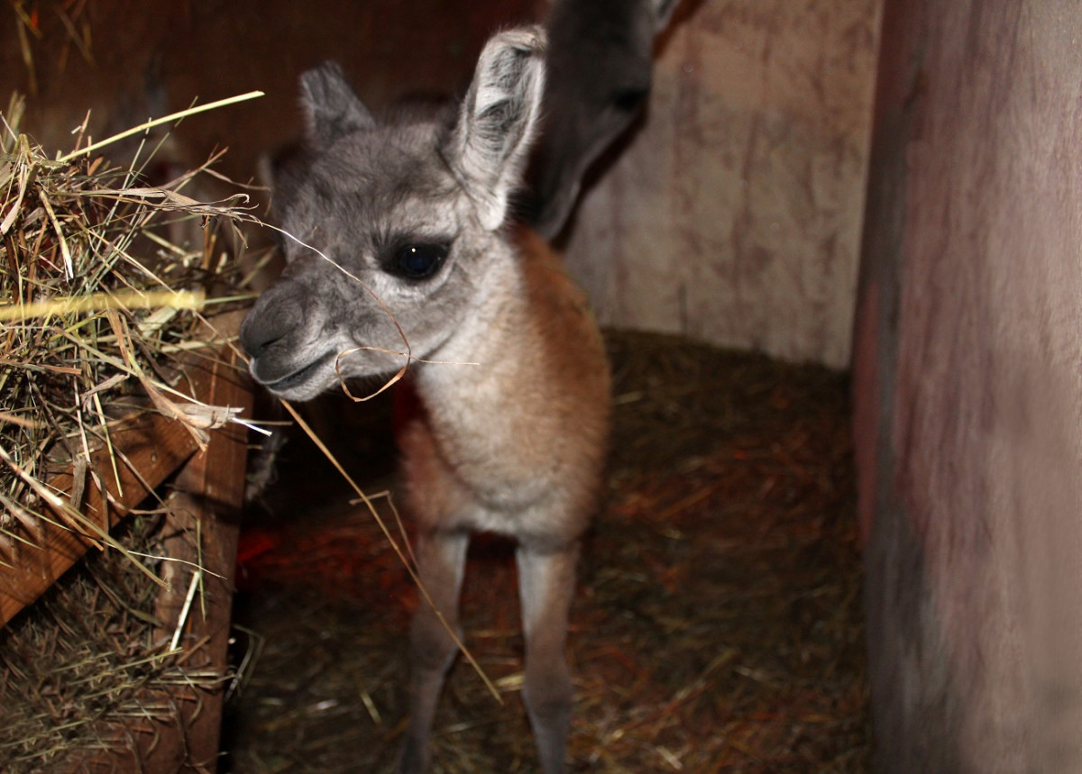 Новорожденного гуанако спасли от холодов в нижегородском зоопарке