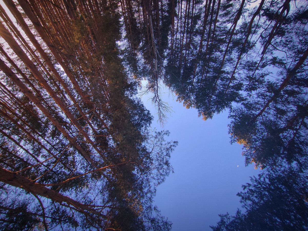 Обследовано более 4 тысяч га лесного фонда Нижегородской области