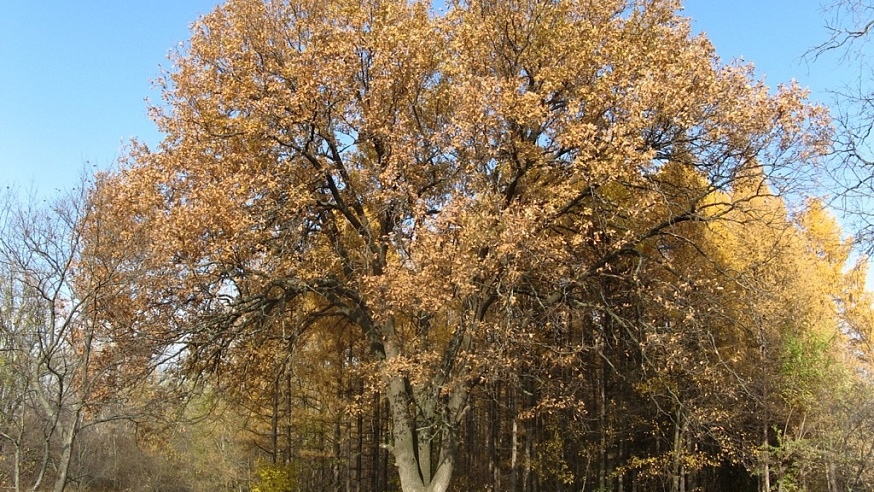 Трехствольный дуб получил Всероссийский статус памятника живой природы