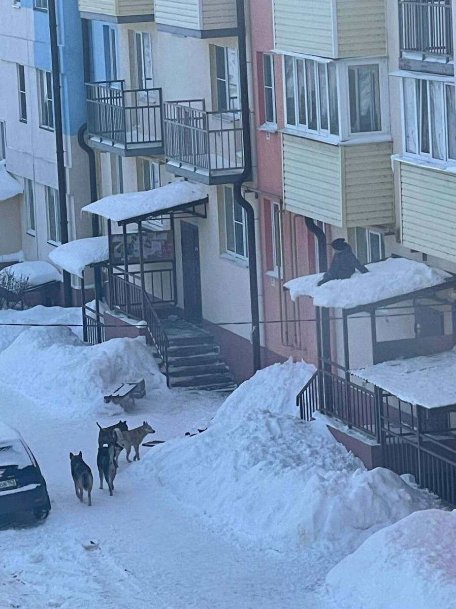 Ребенок спрятался от стаи собак на козырьке подъезда в Городце