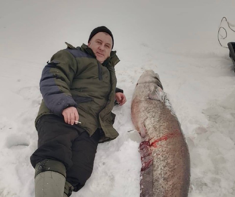 Сома весом 42 кг поймал рыбак в Городце