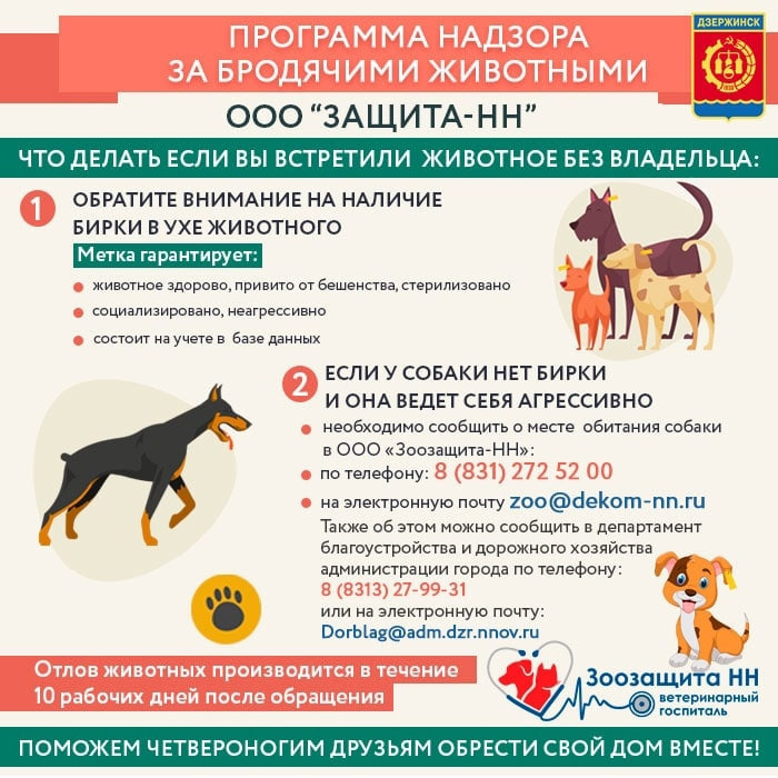 2,2 млн рублей направит администрация Дзержинска на стерилизацию бездомных животных