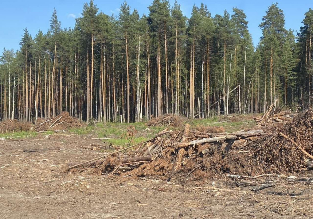 В Нижегородской области следователи полиции доказали причастность пенсионера к незаконной порубке