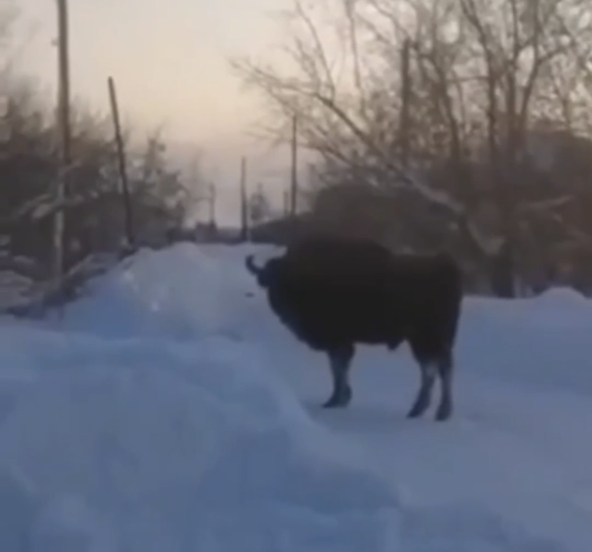 Зубры пришли к жителям села в Вачском районе Нижегородской области