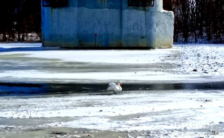 Белый лебедь продолжает жить под Канавинским мостом