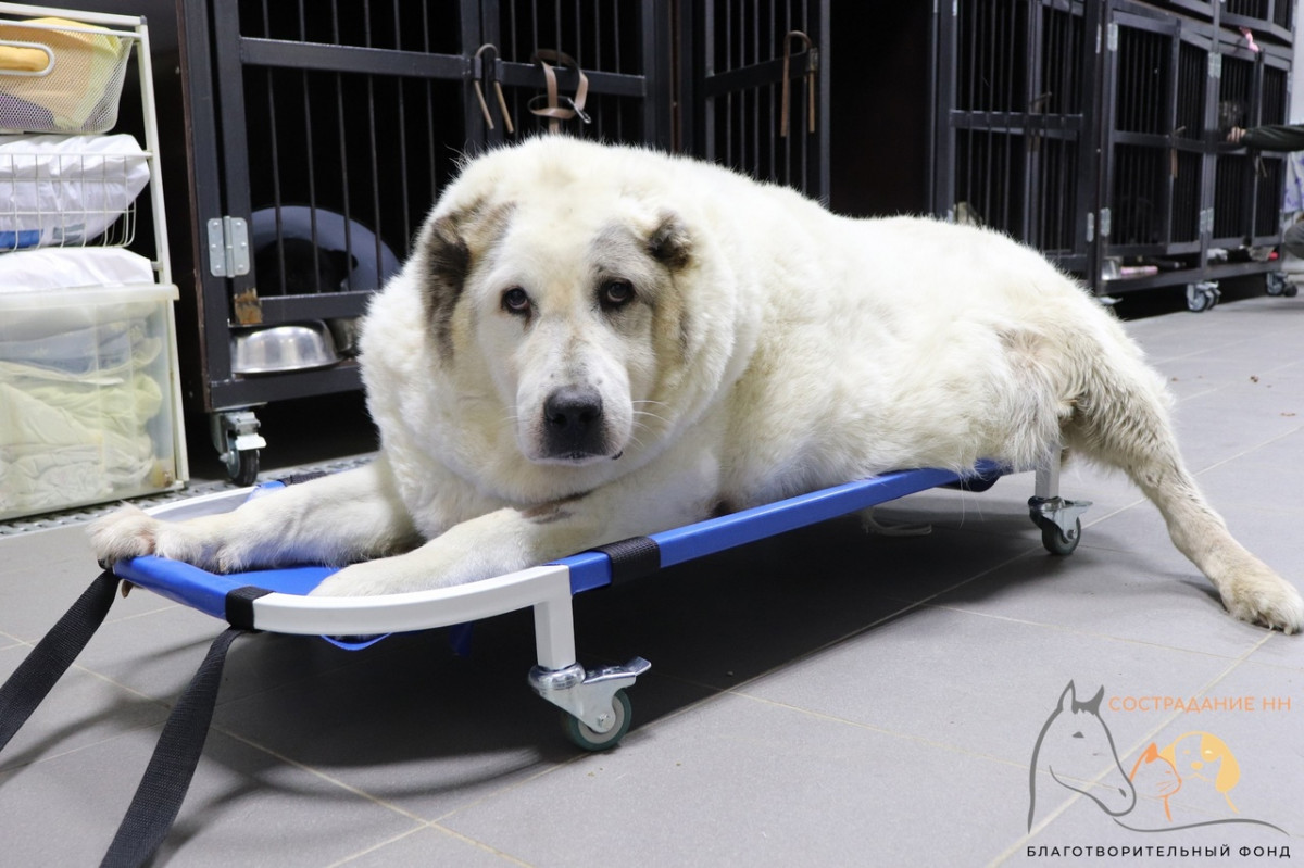 Нижегородский пес Кругетс похудел до 60 кг