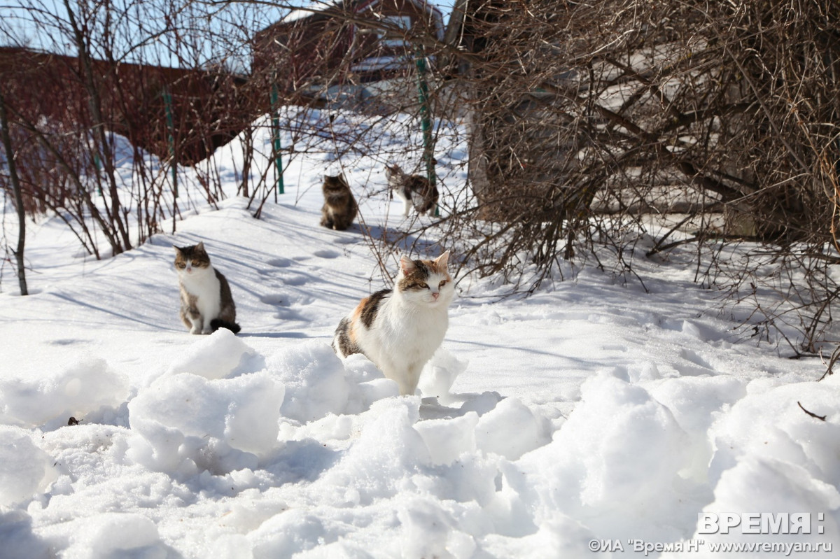 Нижегородские волонтеры привезут бездомных котов с Донбасса