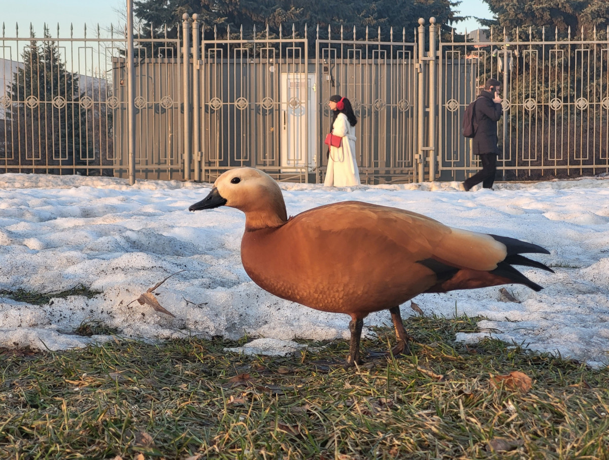 Нижегородцев приглашают на лекцию «Съемка дикой природы в городе» в РМФ