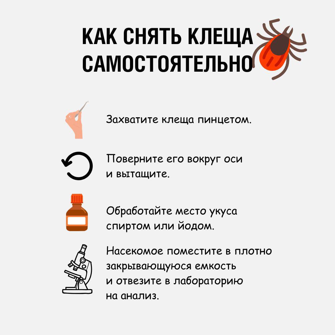 Нижегородцам напомнили, как самостоятельно снять клеща