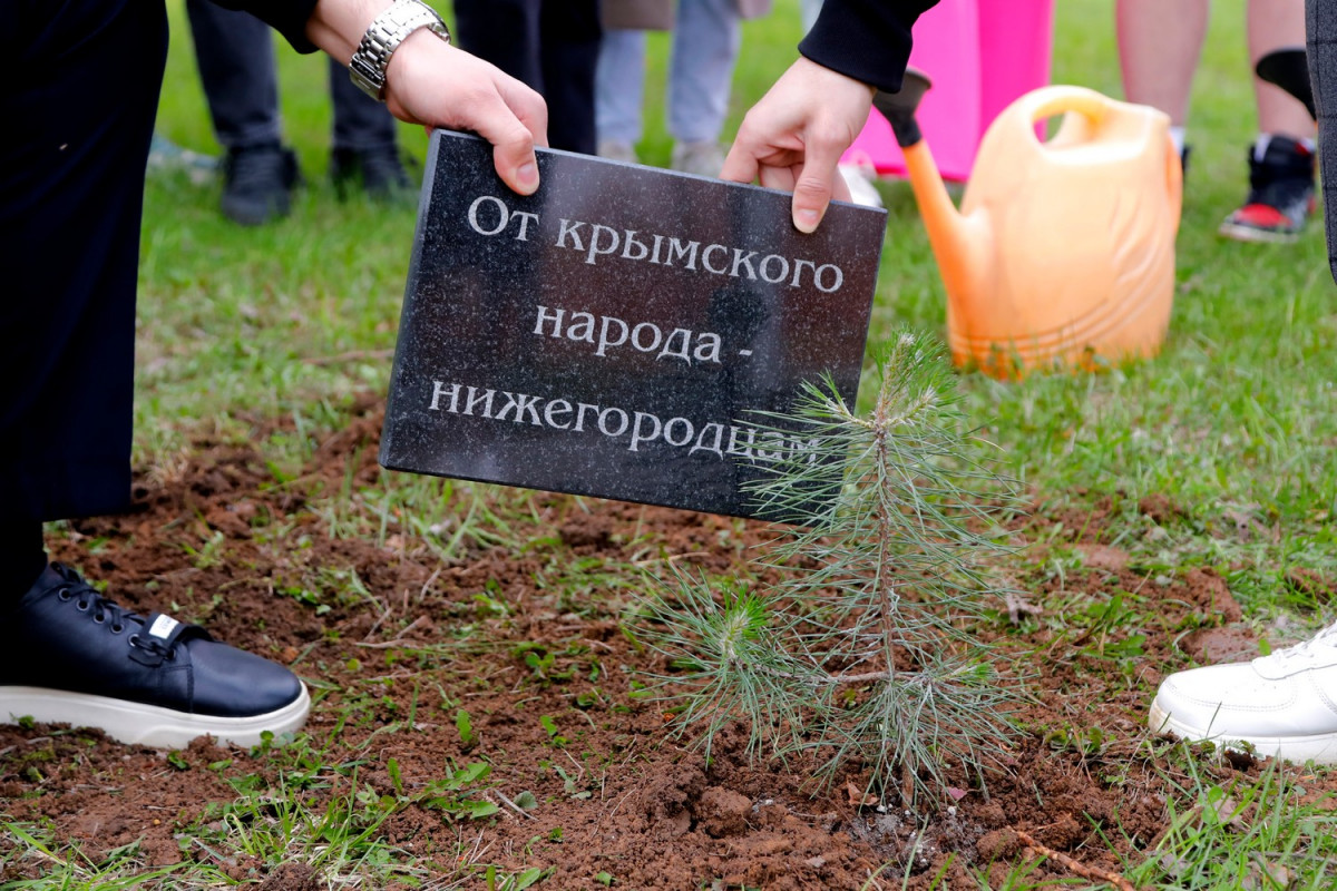 В нижегородском парке Победы высадили крымскую сосну