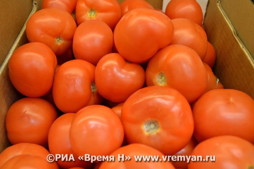 Около 40 тонн зараженных томатов хотели завезти в Нижегородскую область