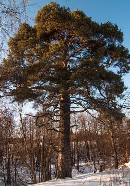 350-летнюю сосну из Нижегородской области могут признать деревом года России