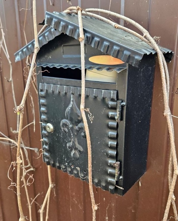 Синицы поселились в почтовом ящике рядом с домом на Бору