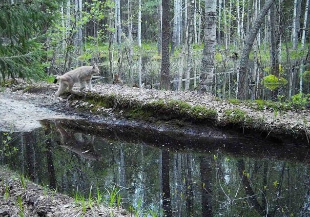 Рысь попала в фотоловушку Керженского заповедника