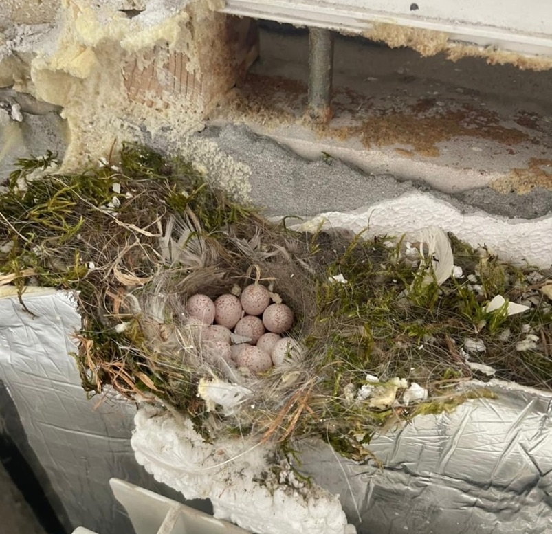 Нижегородцы при ремонте обнаружили под окном гнездо синицы