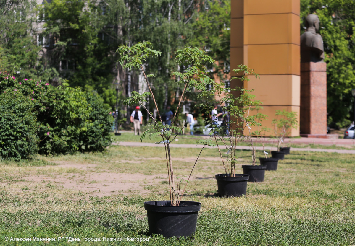 1200 деревьев и 14400 кустарников посадят по проекту ФКГС в этом году в Нижнем Новгороде