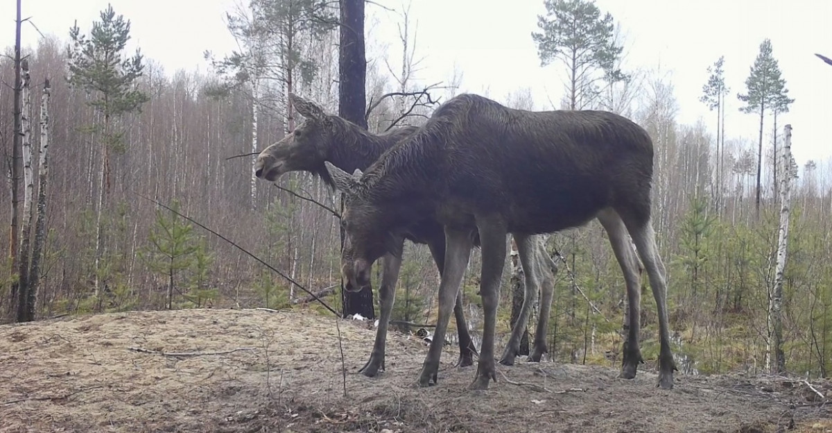 «Лосиные нежности» зафиксировала фотоловушка в Керженском заповеднике