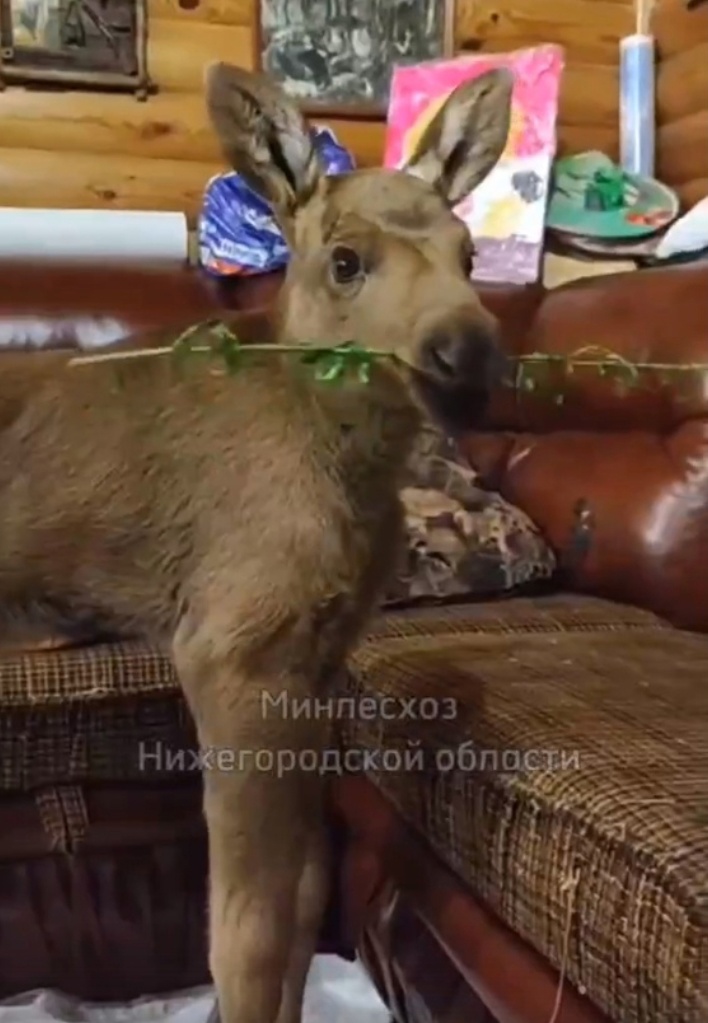Оставшихся без матери лосят спасли от собак в Нижегородской области