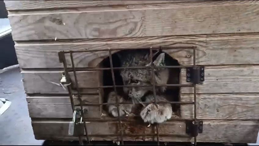 Рысь по кличке Урчалка после восстановления вернули в естественную среду обитания