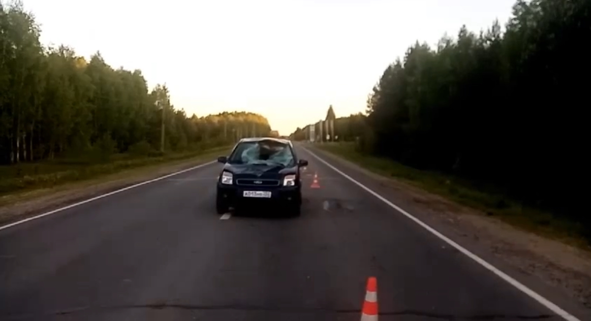 Лося сбили в Городецком районе Нижегородской области