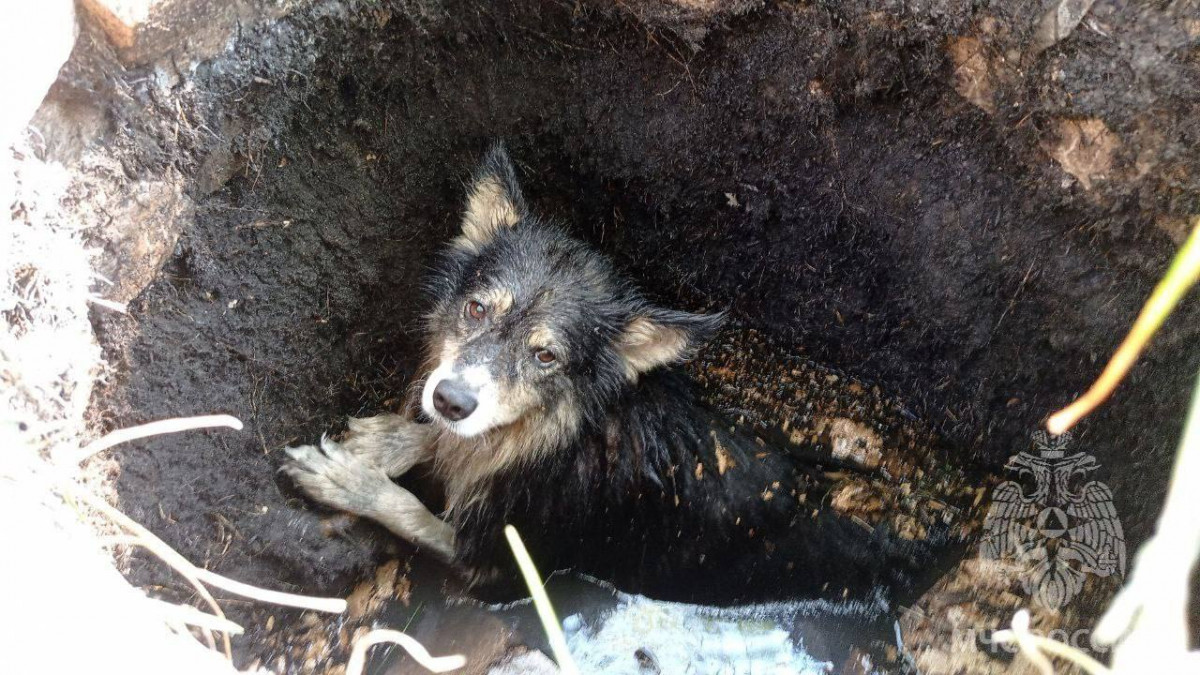 Собака провалилась в люк с водой на Бору