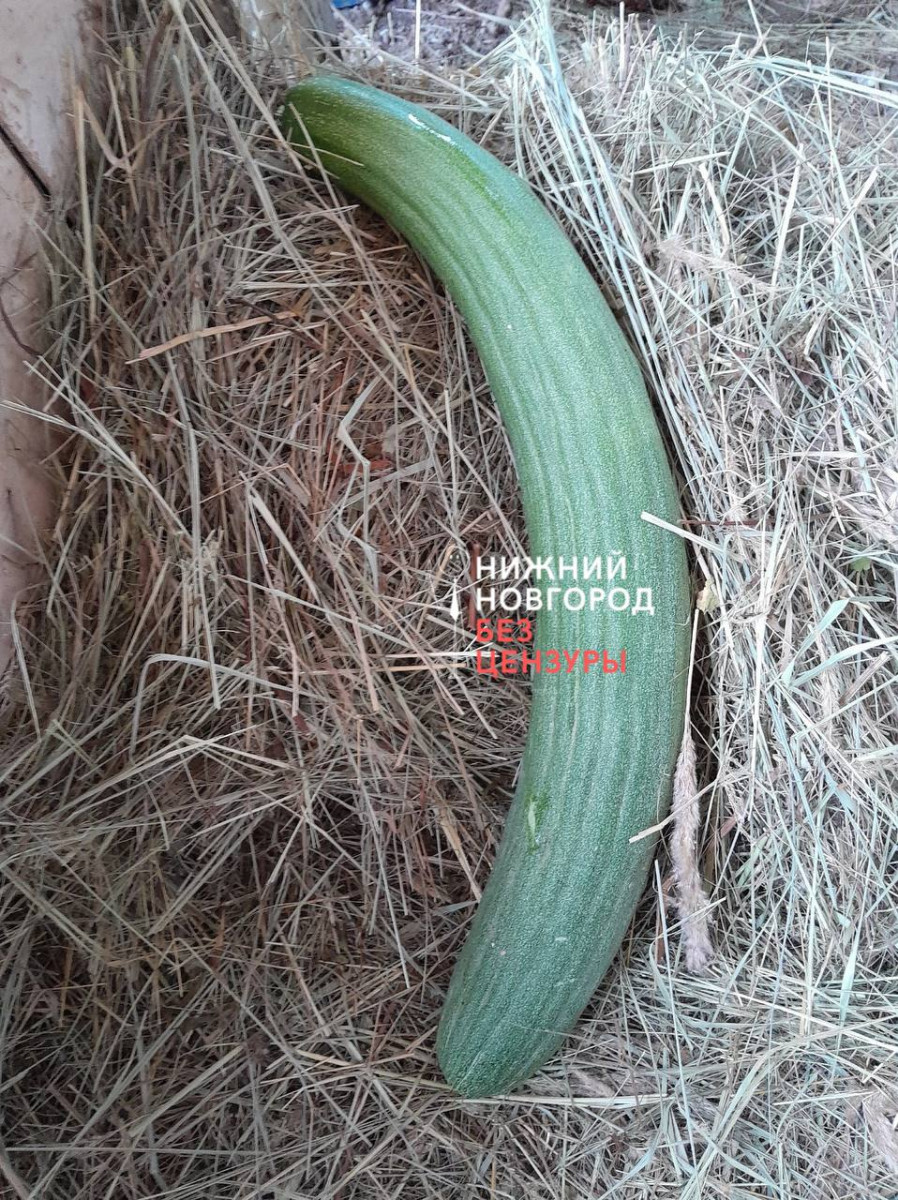 Нижегородка вырастила у себя на даче гигантский огурец