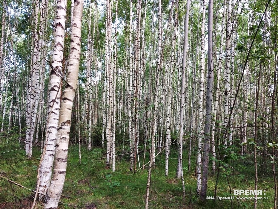 Нижегородцам рассказали, как себя вести, если заблудился в лесу