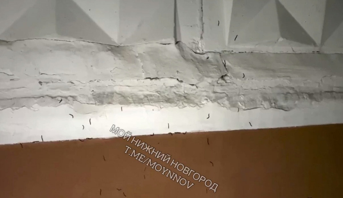 Нижегородцы заметили тысячи многоножек на доме по улице Бонч-Бруевича