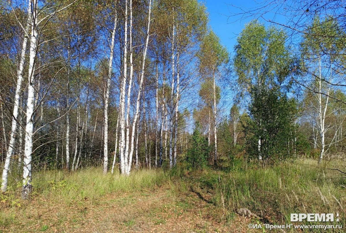 Охота на косулю и бобра открывается в Нижегородской области