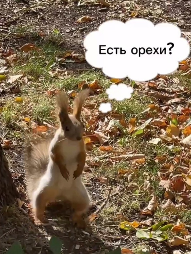Нижегородцы могут принести корм для обитателей парка «Швейцария»