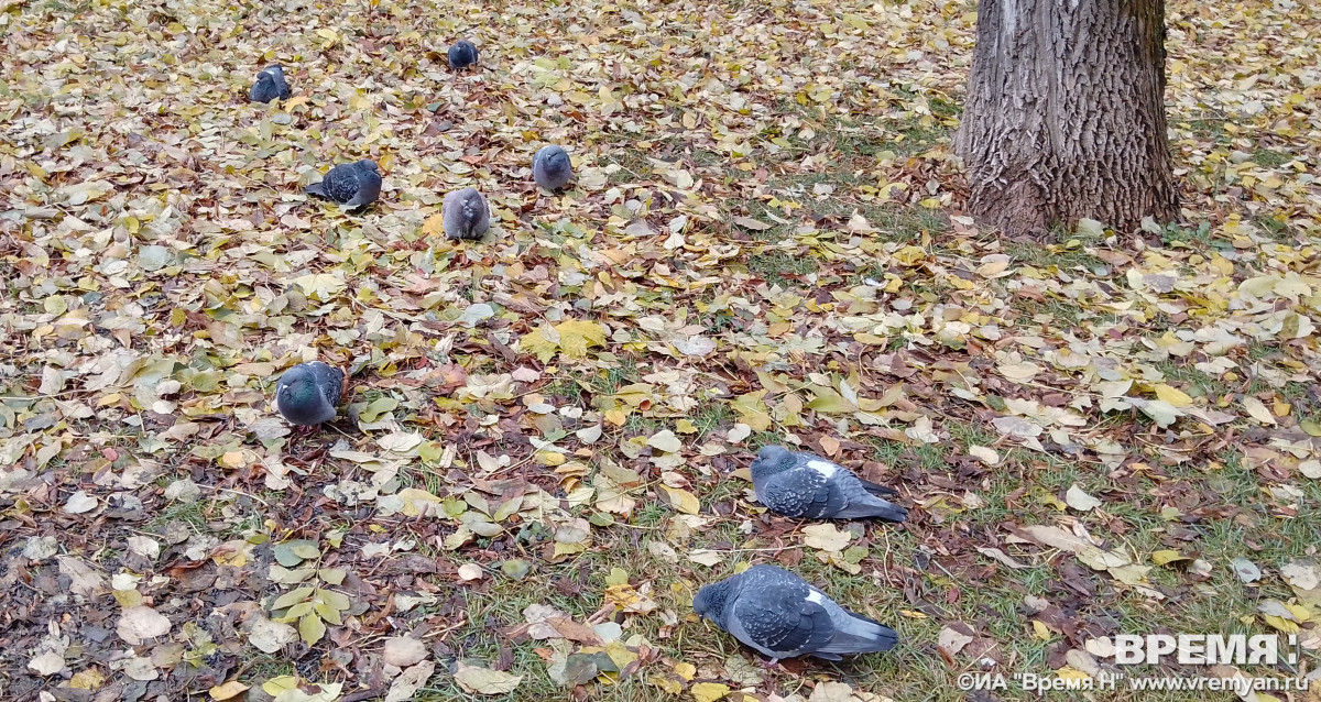 Пасмурно и до +4°С будет в Нижнем Новгороде 19 ноября