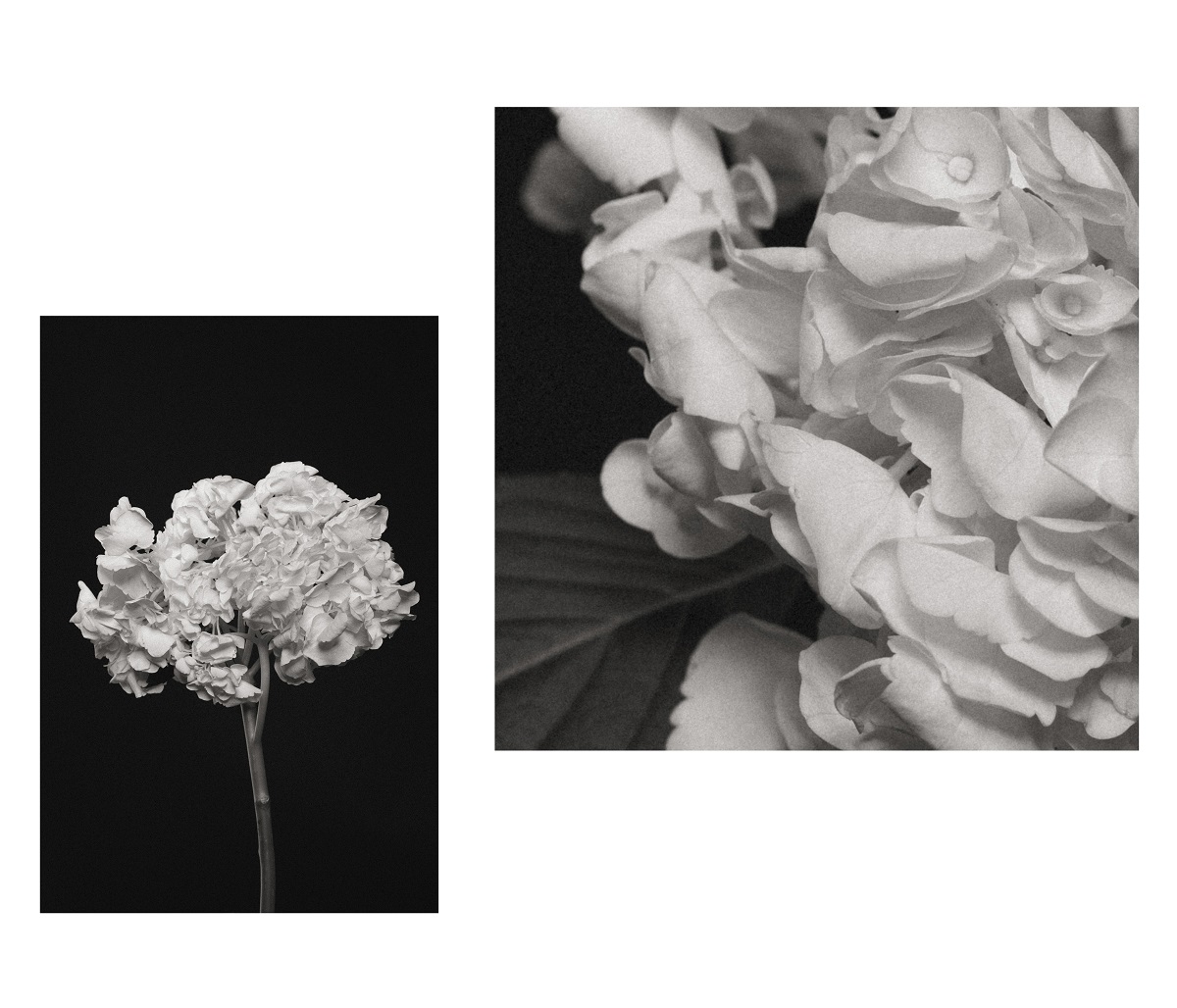 Выставка «Botanical reference» откроется в Русском музее фотографии