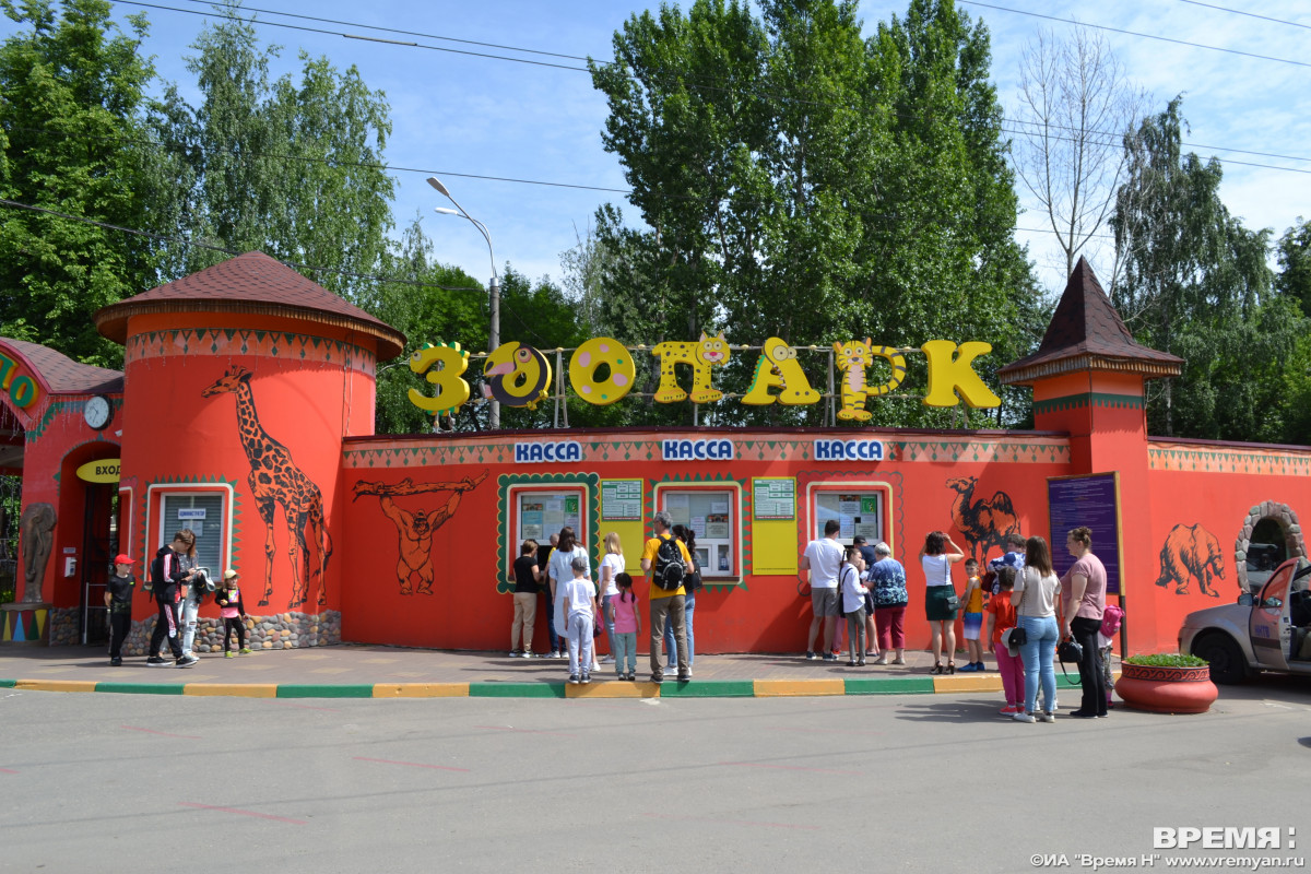 Марал Тургун сбросил рога в нижегородском зоопарке «Лимпопо»