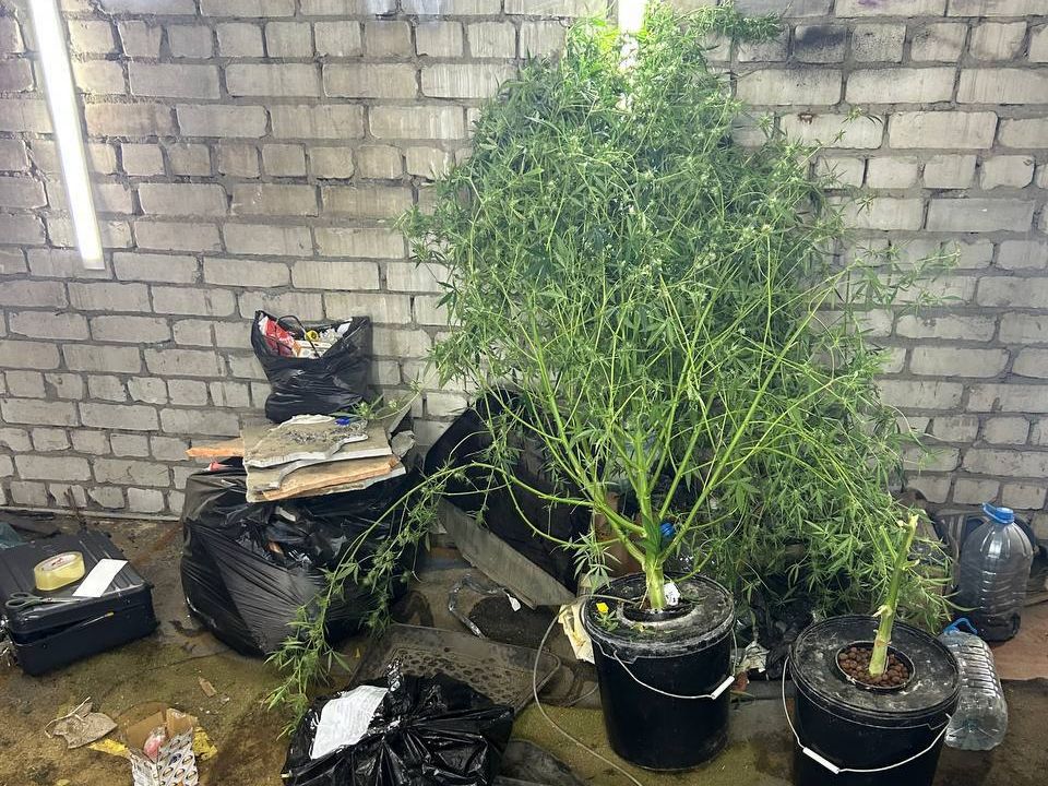 Крупную партию конопли изъяли из гаража молодого нижегородца