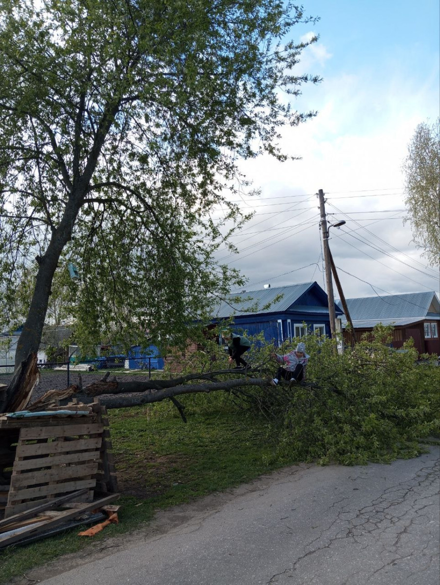 Ураганный ветер повалил деревья в Воротынце