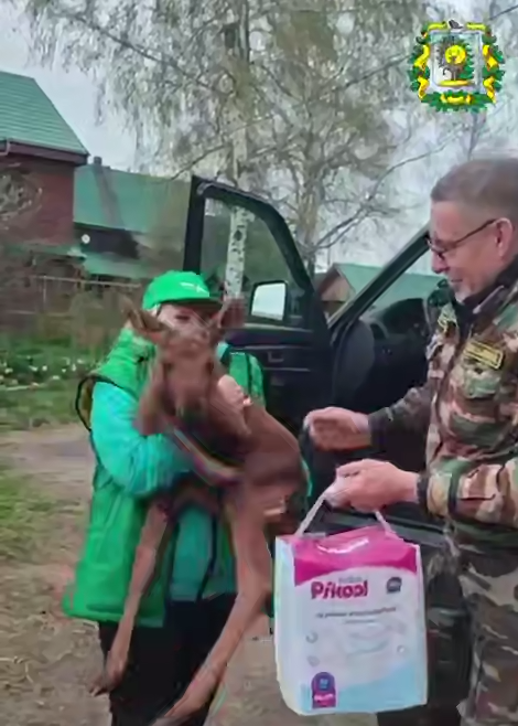 Оставшегося без мамы лосенка обнаружили жители деревни в Воскресенском округе