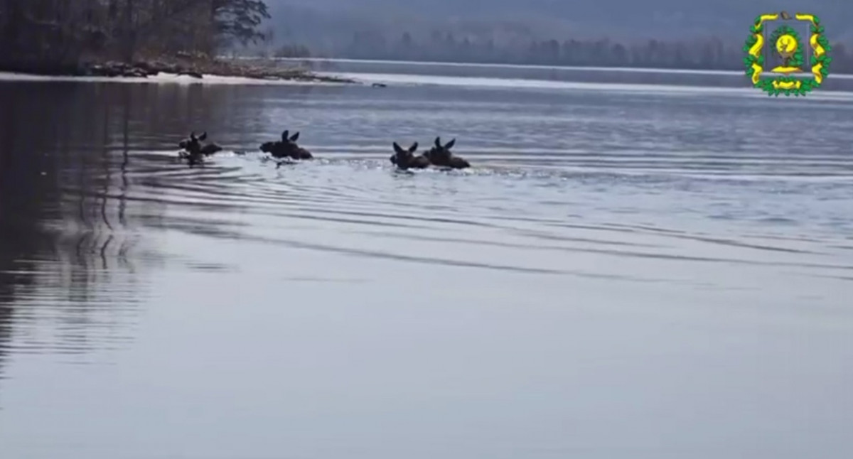 Заплыв нескольких лосей в Воротынском округе попал на видео