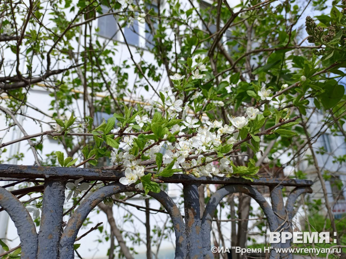 Пасмурно и до +15°C будет в Нижнем Новгороде 14 мая