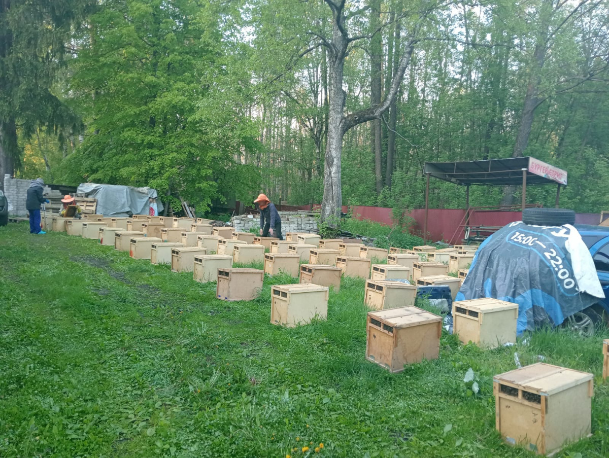 Сотрудники Россельхознадзора задержали партию зараженных пчел в Нижегородской области