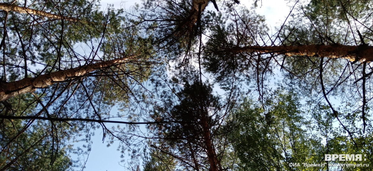 Ясно и до +26°C будет в Нижнем Новгороде 26 мая