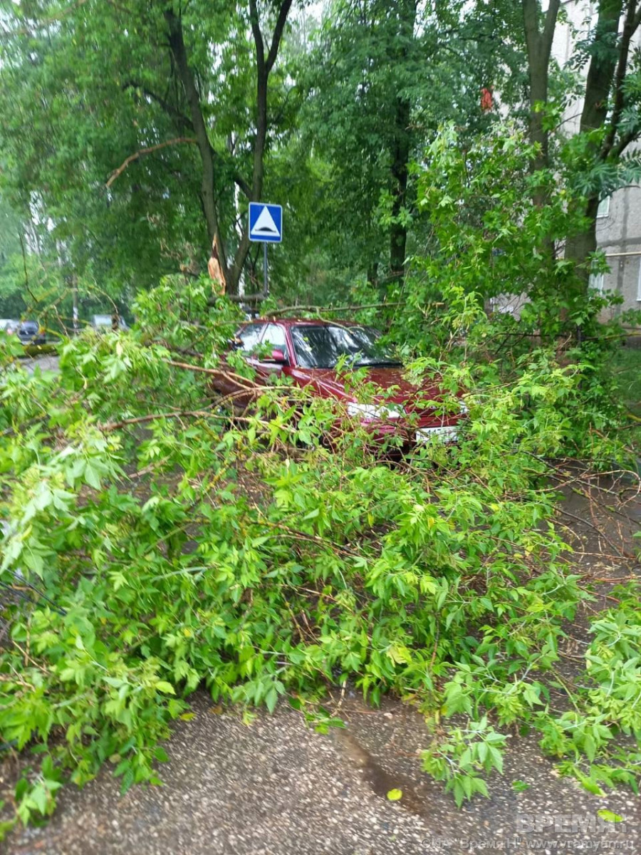 Дерево упало на автомобиль в Нижнем Новгороде