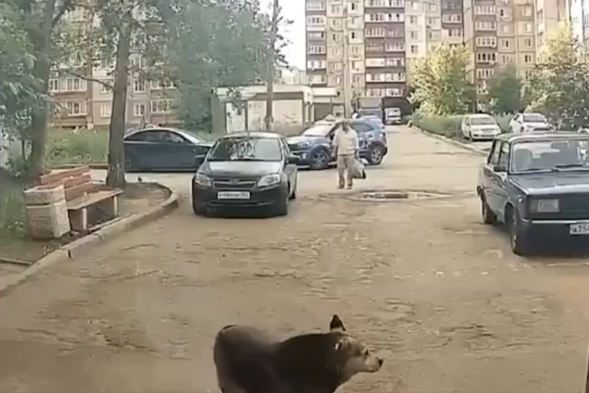 Живодер стреляет по собакам на Сортировке в Нижнем Новгороде