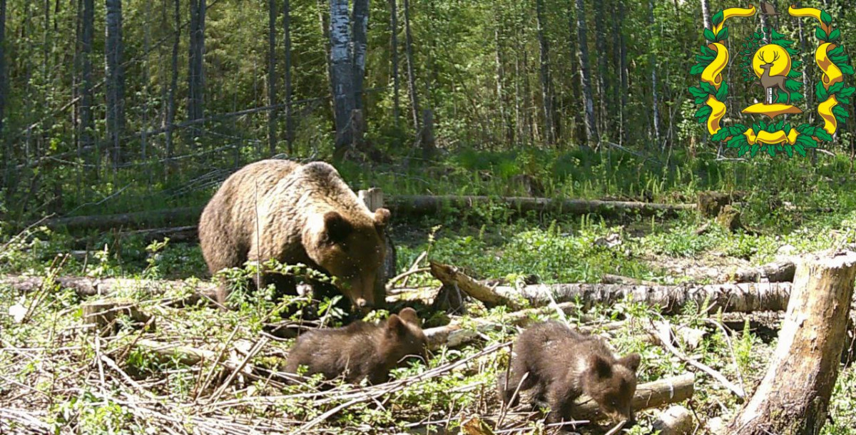 Медведицу с медвежатами заметили в Воротынском округе